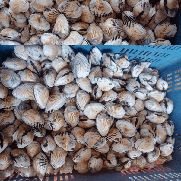 Chuyên xuất nhập khẩu thịt sò long Việt Nam sang Thái Lan tươi ngon