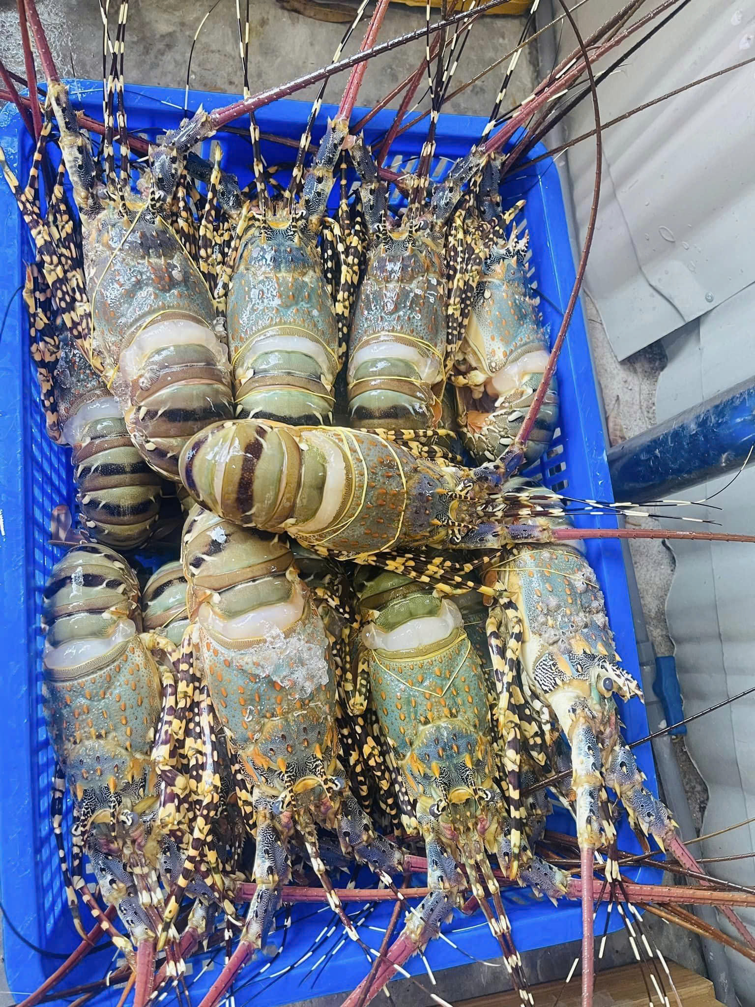 นำเข้าและส่งออกกุ้งล็อบสเตอร์ฝ้ายไทยไปเวียดนาม